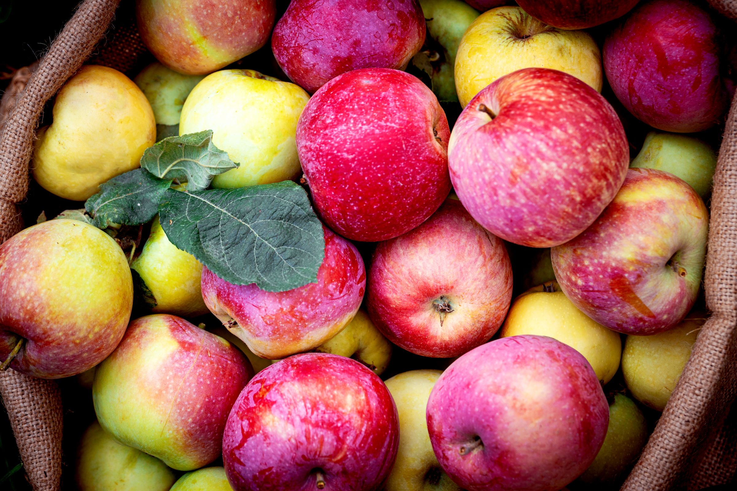 Trump's tariffs are threatening America's apple juice supply chain.